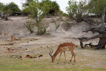 Impala Bock am Ufer eines Flusses in Namibia