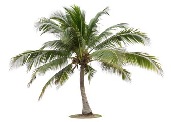 Tropical palm tree