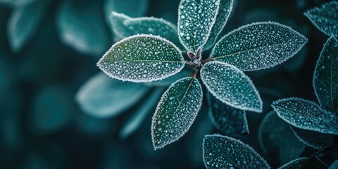 A captivating photograph showcasing a green plant adorned with frost, highlighting the intricate details of the frost on the green plant s leaves and the beauty of nature s cold embrace.