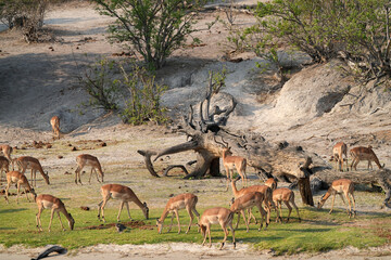 Impalaherde am Ufer des Chobe river