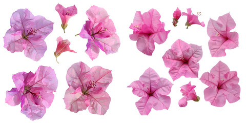  set of five pink Mediterranean Bougainvillea flowersset. Generative AI.