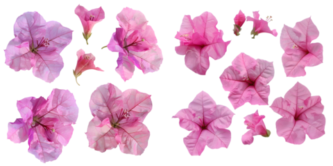  set of five pink Mediterranean Bougainvillea flowersset. Generative AI.