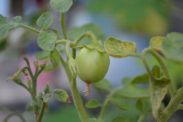 Green tomato