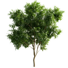 A lush, green tree with a full canopy, showcasing vibrant leaves and a sturdy trunk.