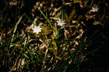 Forest flowers illuminated by sunlight