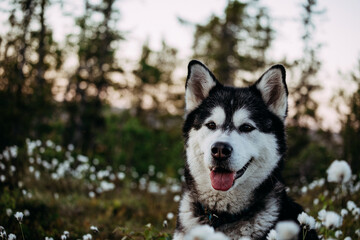 Alaskan Malamute Resting in Nature During Dusk