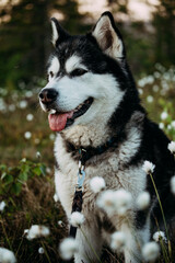 Alaskan Malamute Resting in Nature During Dusk