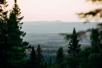 Scenic Forest View at Sunset in Nordic Landscape