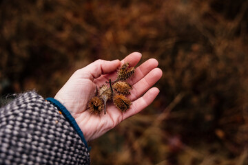 beechnuts being held in a hand in forest