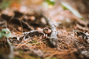 Acorn and fall leaves in Maine wilderness.