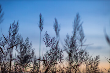 Obraz premium Grass, sky background and silence.