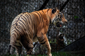 Closeup of golden tabby tiger