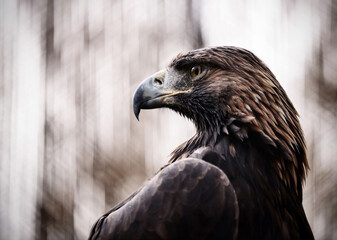 Obraz premium Eastern Imperial Eagle Side View