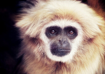 Portrait of Lar Gibbon Primate