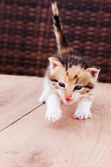 Feisty Cute Little Kitten Meowing