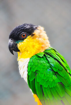 Cute Black-Headed Caique Bird Portrait