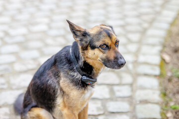 German Shepherd with a trainingcollar Sitting on Cobblestone Path