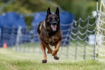 Belgian Malinois Running Lure Course Sprint Dog Sport