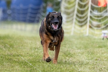 Belgian Malinois Running Lure Course Sprint Dog Sport