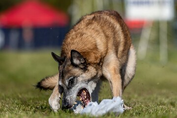 Senior Belgian Malinois Running Lure Course Sprint Dog Sport