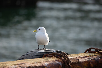 Seagull perched on harbor tire