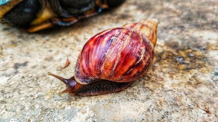 A close-up of a colorful snail on a textured surface.