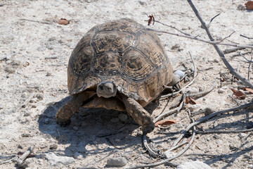 Leopardenschildkröte auf Sand in Etosha in der sengenden Hitze unterwegs