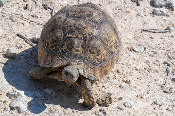 Leopardenschildkröte auf Sand in Etosha in der sengenden Hitze unterwegs