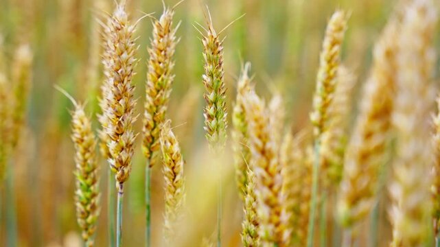 Gentle swaying pan across head and kernel of wheat on windy day, telephoto closeup natural backdrop, slow motion