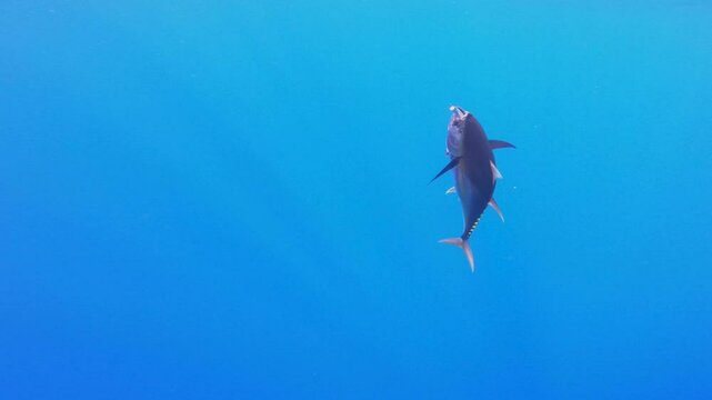 Underwater view of a yellowfin tuna with a jig in its mouth and a cookie cutter shark bite mark