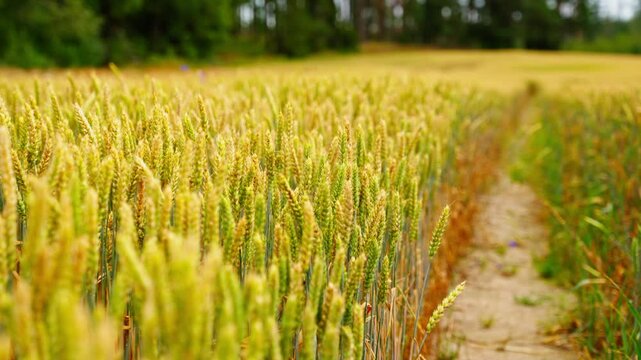 Push in detailed along dirt path showcasing fine textures of head kernel of wheat in slow motion