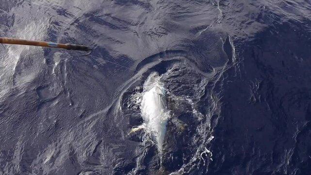 Top-down view of fisherman gaffing a tuna on a sport boat