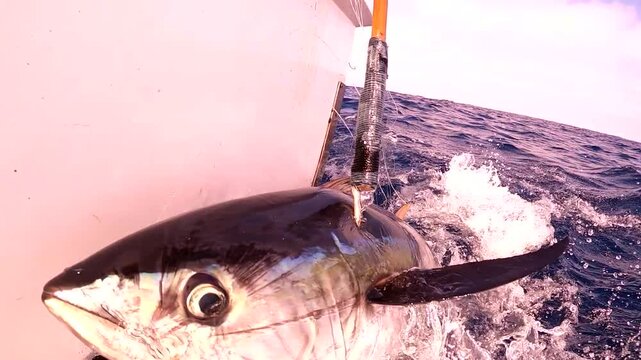 Underwater view of a tuna being gaffed at the boat