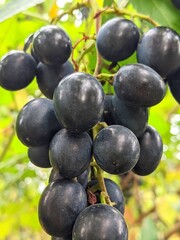 A massive bunch of blue grapes. The second half of summer, the beginning of autumn - the time of ripening of sweet grapes. Different varieties differ in taste. This variety is characterized by malt an