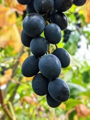 A massive bunch of blue grapes. The second half of summer, the beginning of autumn - the time of...