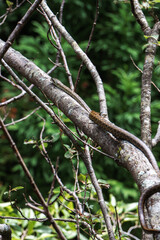 Fototapeta premium A snake is slithering on the tree