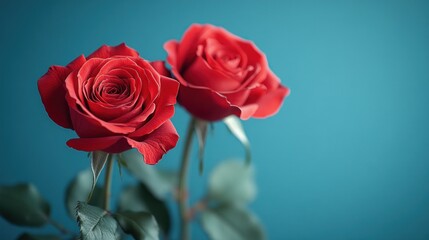 Two red roses on teal background.
