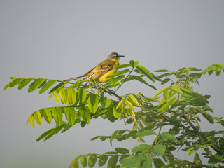 Schafstelze (Motacilla flava)