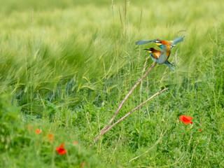 Bienenfresser (Merops apiaster)