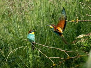 Bienenfresser (Merops apiaster)
