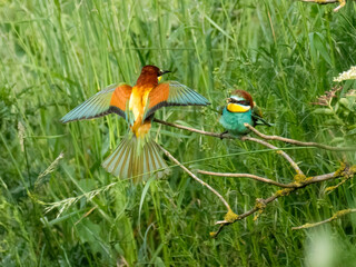 Bienenfresser (Merops apiaster)