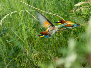 Bienenfresser (Merops apiaster)