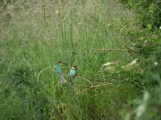 Bienenfresser (Merops apiaster)