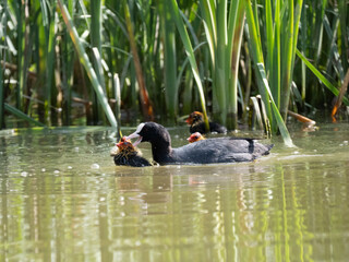 Blässhuhn (Fulica atra)  massregelt Junge