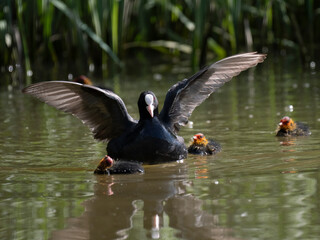 Blässhuhn (Fulica atra)  massregelt Junge