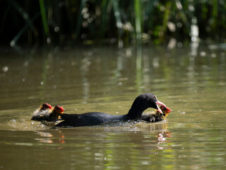 Blässhuhn (Fulica atra)  massregelt Junge