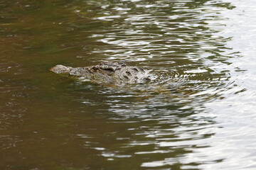 Krokodil im Fluss Chobe auf der Lauer