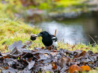 Elster (Pica pica) mit Waldmaus