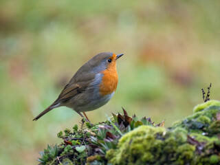 Rotkehlchen (Erithacus rubecula)