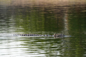 Krokodil im Fluss Chobe auf der Lauer